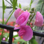 church gardens 8